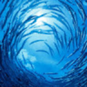 Meet your Posher, Ja'niyah